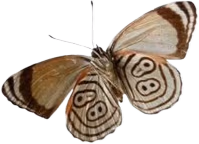 brownmoth emote