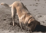 DiggingDog emote