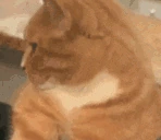 spotted emote