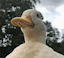 duck_hat animated emote