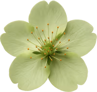 Greensakuraflower emote