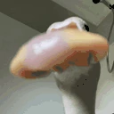 DuckStare emote