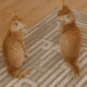 CE_Attac emote
