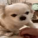 dogAsk animated emote