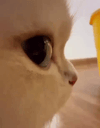 sideeye animated emote