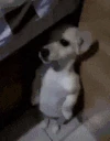 uh emote