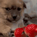 dogScared emote