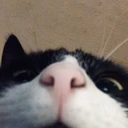 CE_lookingatu2 emote
