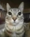 vuh emote