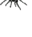spider emote