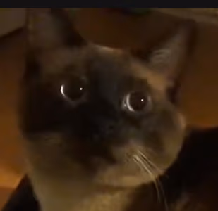 TonyIsGod emote