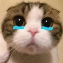 bibi emote