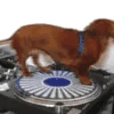 DogLookingSussyAndCuteWhileSpin emoji