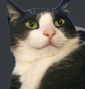 cat emote