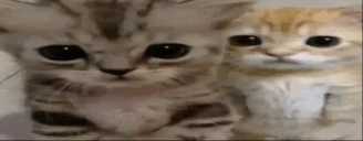 cathug emote