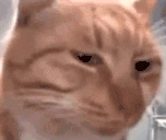 nah emote