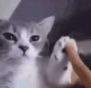 catJoyful emote