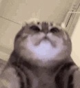 doingyourmom emote