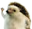 Hedgehog_Hello emote