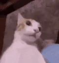 kuh emote