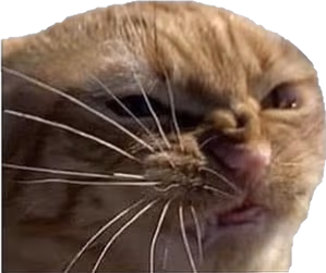 cat emote