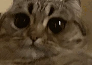 ustal emote