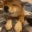 DoggoPet emote