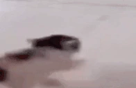DIESOFMEOW emote