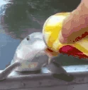 FishDrinkingBeer emoji