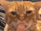 ssacz3 animated emote