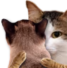 kiisu_hug emote