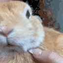 BunSniffa animated emote