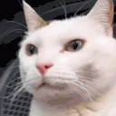 SigmaCat emote