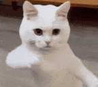 catDancing animated emote