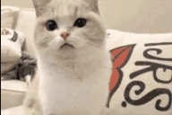 wut emote