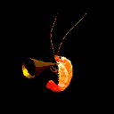 Shrimp