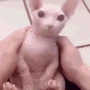 fastBingus emote