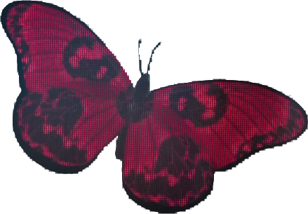 BO7butterfly emote