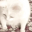 catgag emote
