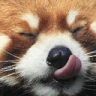smap_pandatasty emote