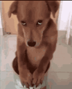 Sorry animated emote