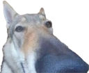 gotDAMN emote