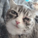 staring emote