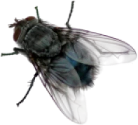 realisticfly emote