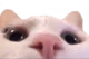 catlurk emote
