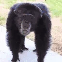 Zamieszki2 emote