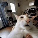 guh emote