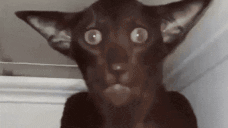 guhm animated emote