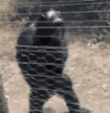 ModPatrol emote