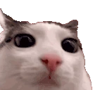 plink emote